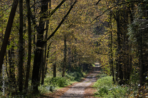 Narrow ground road with trees along