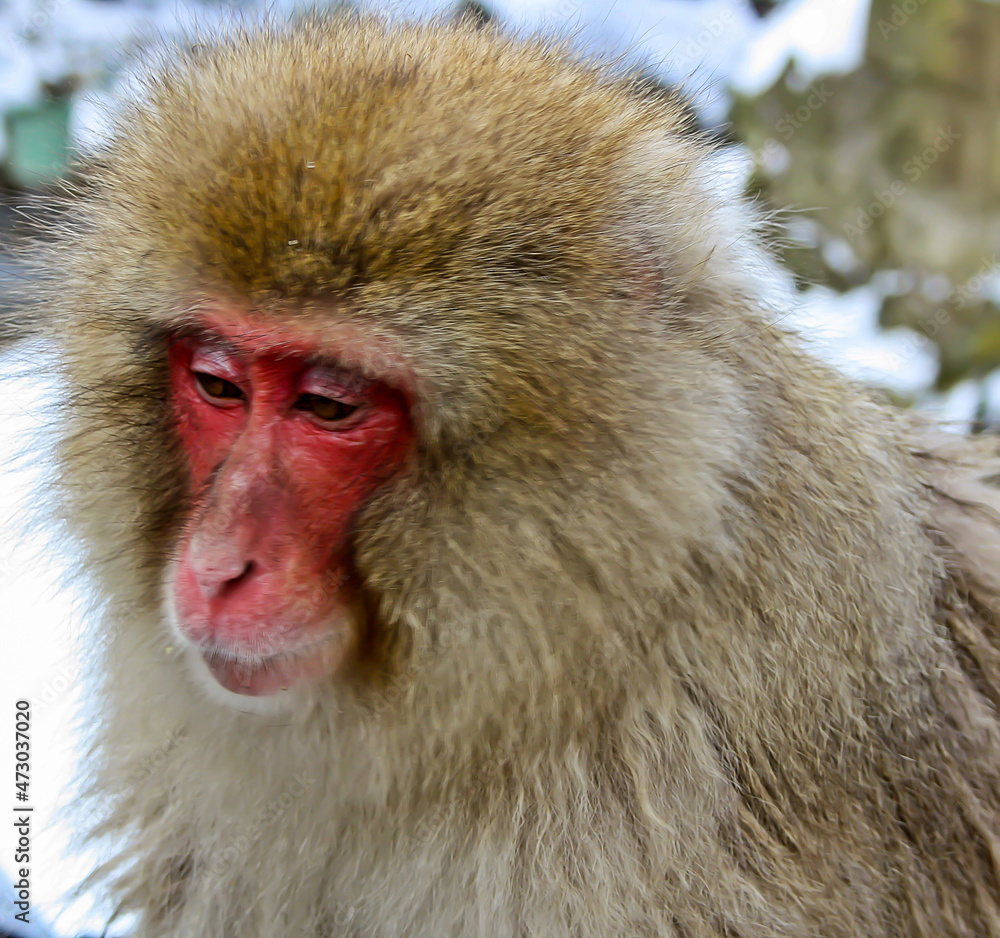 A monkey in a hot spring winter park Jigokudani Japan A monkey in a hot spring winter park Jigokudani Japan