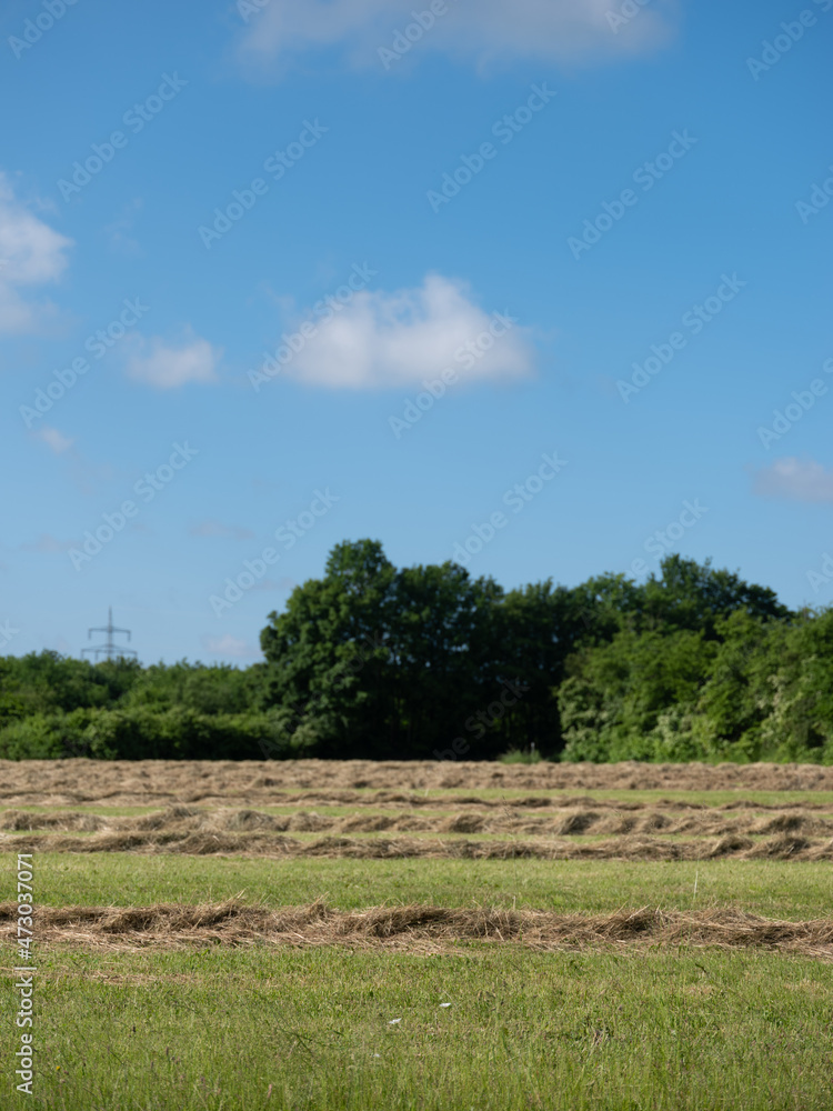 Gemähtes Feld Gemähtes Feld