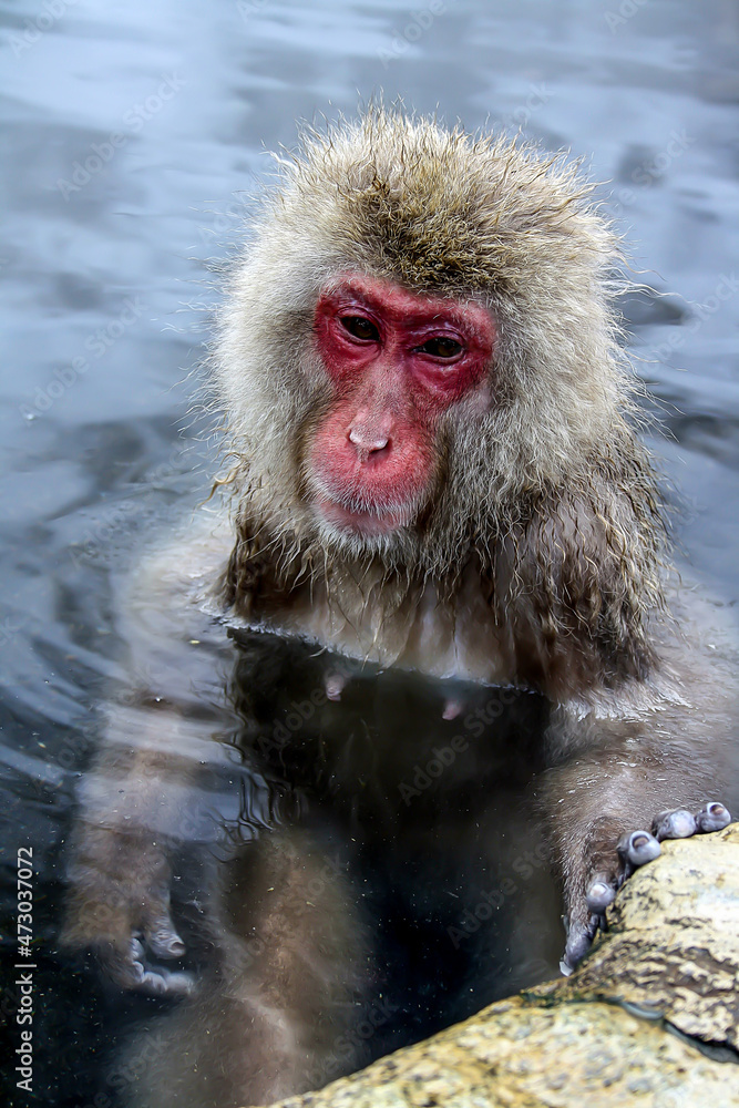 A monkey in a hot spring Japan A monkey in a hot spring Japan