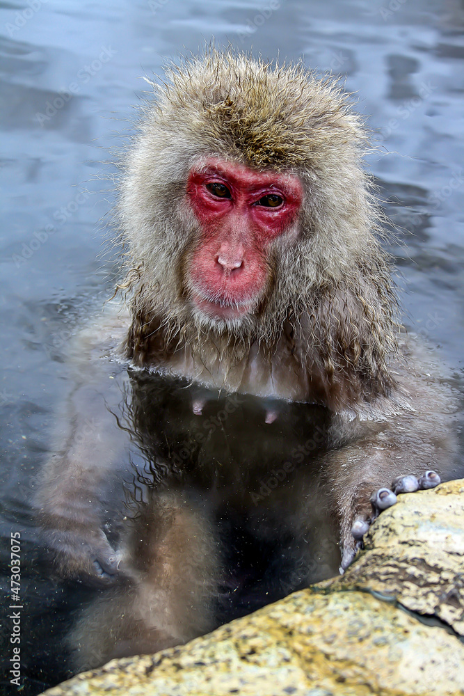 Naklejka premium A monkey in a hot spring Japan