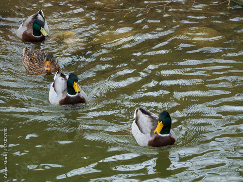 Photo of wild ducks