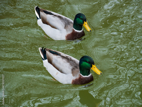Photo of wild ducks