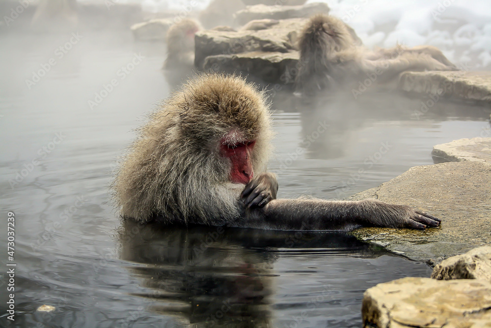 Fototapeta premium A monkey in a hot spring Japan