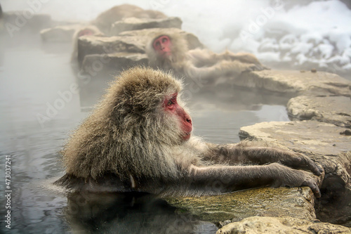 A monkey in a hot spring Japan © GennadiiErmolaev