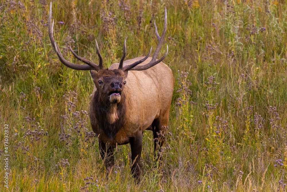 Elk in Rocky Mountain National Park Elk in Rocky Mountain National Park