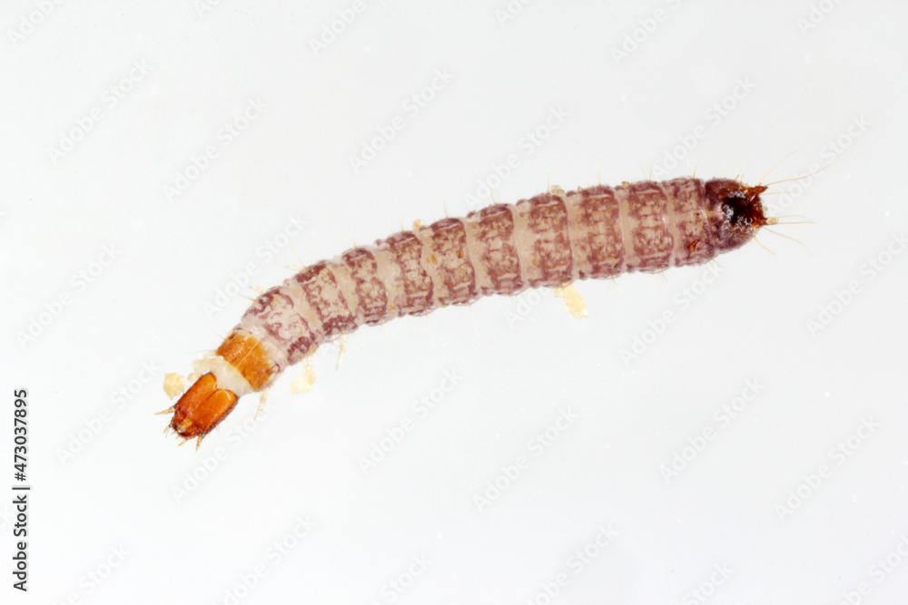 The larva red-legged ham beetle Necrobia rufipes in the family Cleridae. It is pest in dog and cat food. The larva red-legged ham beetle Necrobia rufipes in the family Cleridae. It is pest in dog and cat food.