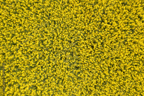 Fotografi Top down aerial view of yellow colza field