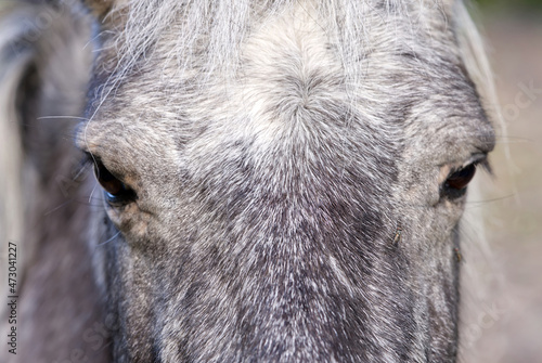 dark grey horse close-up. Estonia, Lagedi stable closeup picture