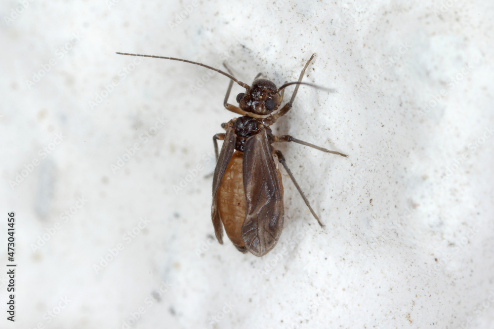 Φωτογραφία Psocid (Psocoptera) called also - booklice, barklice or barkflies, a well known as pests of stored products