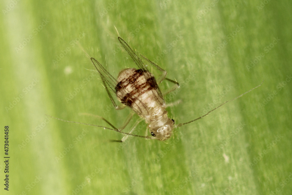 Bookflies Insect Winged Psocoptera called also booklice, barklice or barkflies. Well ...