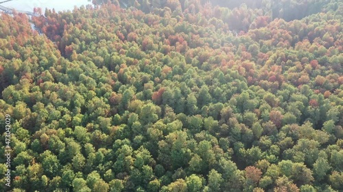 Autumn forest in hangzhou qingshan lake photo