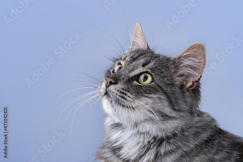 Gray cat on a light background. Close-up view head and face of an elegant pet © TSViPhoto