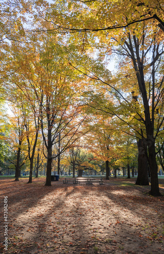 Beautiful Autumn Leaves at High Park in Toronto Ontario Canada