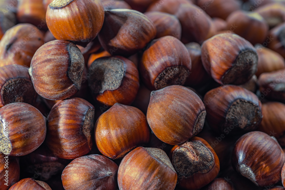 Hazelnuts in the shell. Round filbert, ripe fruit of a Corylus avellana hazel shrubs. Hazelnuts in the shell. Round filbert, ripe fruit of a Corylus avellana hazel shrubs.