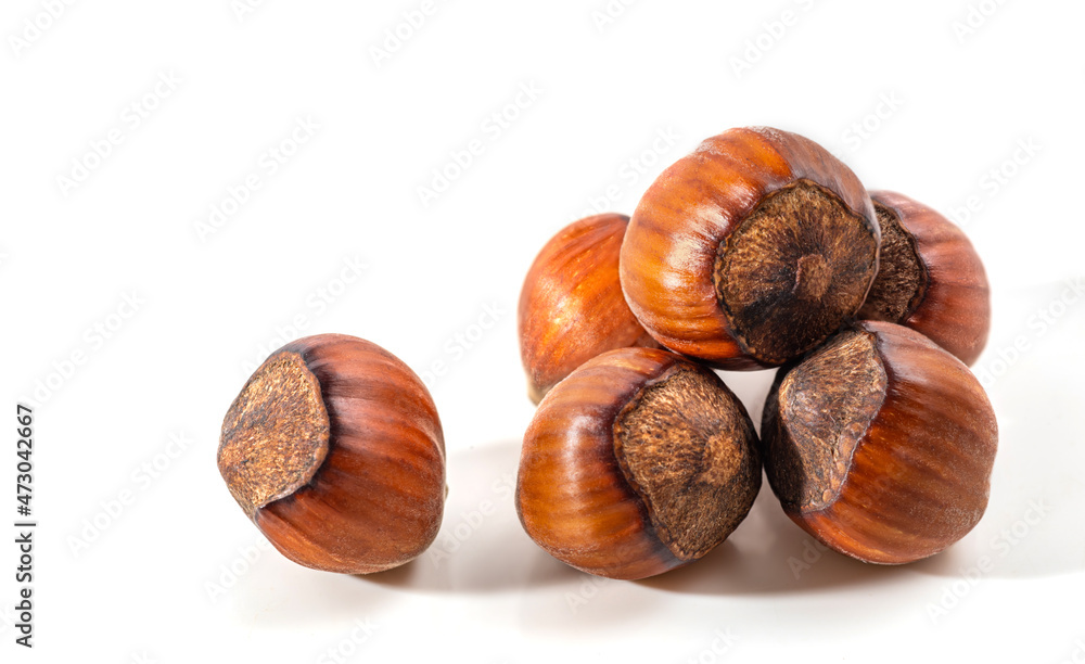 Hazelnuts in the shell. Round filbert, ripe fruit of a Corylus avellana hazel shrubs. Hazelnuts in the shell. Round filbert, ripe fruit of a Corylus avellana hazel shrubs.