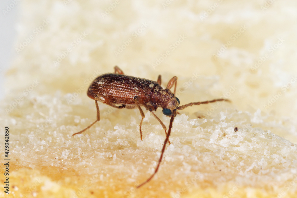 Φωτογραφία Ptinus fur beetles in the subfamily Ptininae - hitemarked spider beetle, family Anobiidae - woodworm or wood borer
