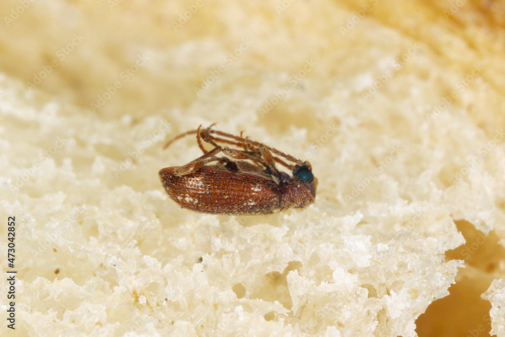 Φωτογραφία Ptinus fur beetles in the subfamily Ptininae - hitemarked spider beetle, family Anobiidae - woodworm or wood borer