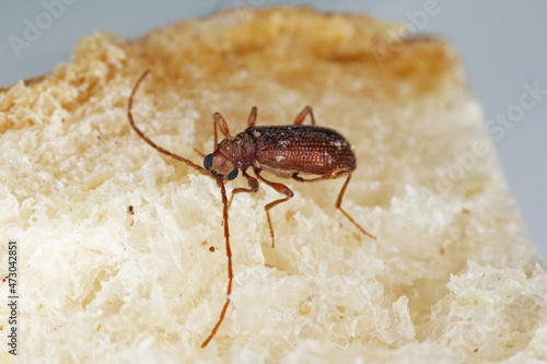 Ptinus fur beetles in the subfamily Ptininae - hitemarked spider beetle, family Anobiidae - woodworm or wood borer. Pest of food in homes, shops and stores. Insect on bread. photo