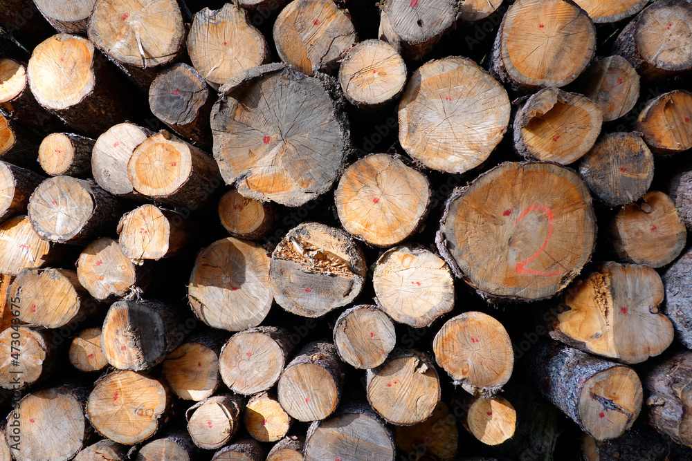 Deforestation of forest nature. Deforestation of forest trees. Natural environment deforestation. Cut down trees in nature. Nature forest, branches and trees. Deforestation of forest nature. Deforestation of forest trees. Natural environment deforestation. Cut down trees in nature. Nature forest, branches and trees.