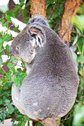 Nahaufnahme Koala im Baum