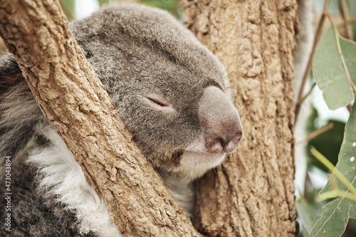 Fototapeta Naklejka Na Ścianę i Meble -  Nahaufnahme Koala im Baum