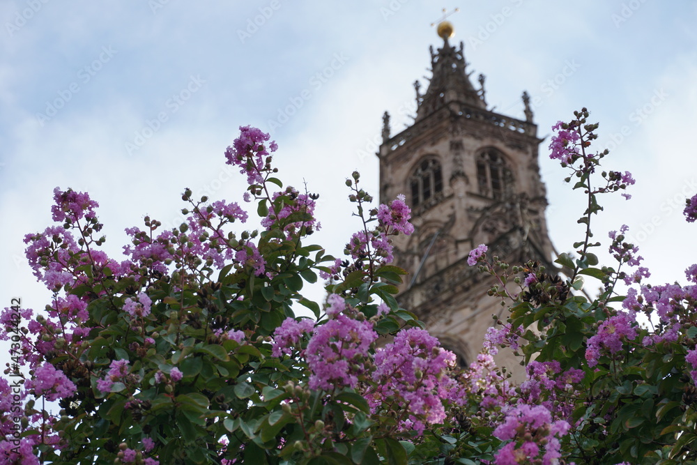 Pink blossom in spring and church on the background