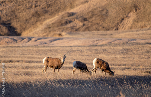 Big Horn Sheep in Badlands National Park
