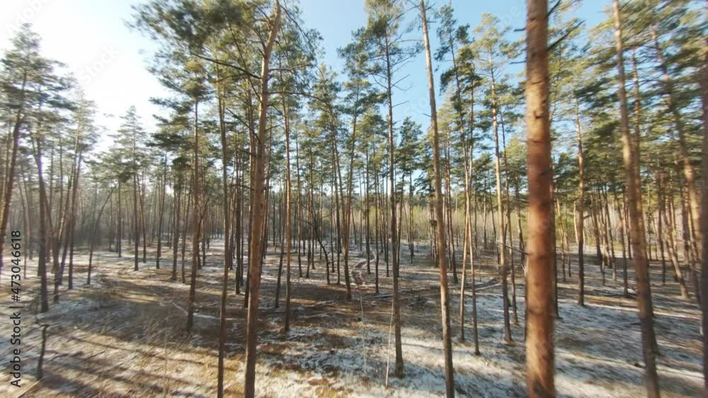 Winter coniferous forest on a sunny day. Aerial view. Forest landscape. The camera flies through the trees Winter coniferous forest on a sunny day. Aerial view. Forest landscape. The camera flies through the trees