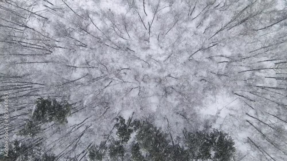 Top view of the winter forest in a snowfall Top view of the winter forest in a snowfall