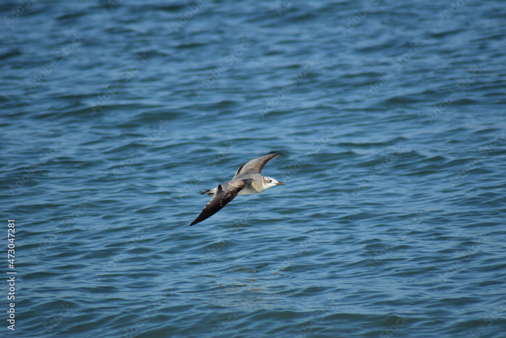 seagulls bird ocean flying soaring wings seagulls bird ocean flying soaring wings