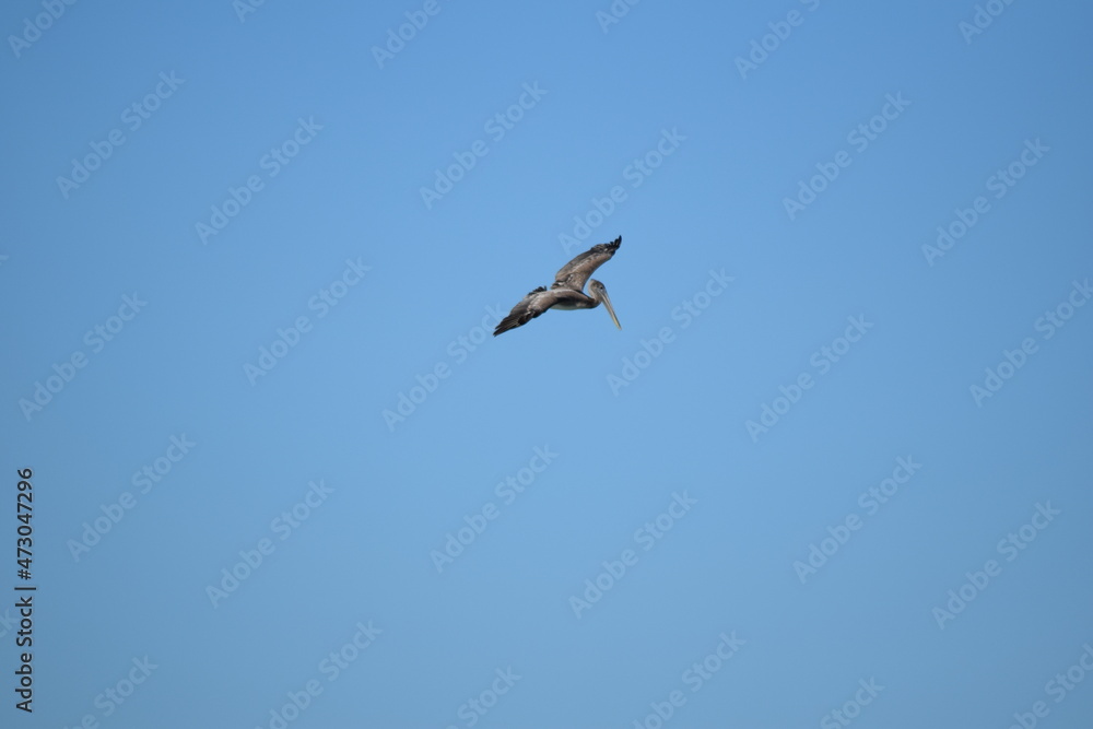 pelicans fishing flying pelican sky bird