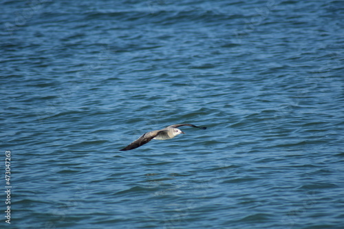 seagulls bird ocean flying soaring wings