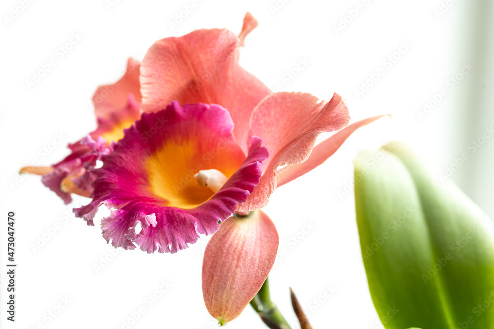 Close-up of Thai orchid on a blurred background, macro photography. Close-up of Thai orchid on a blurred background, macro photography.