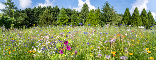 Obraz na plátně A colorful meadow of flowers that provides an ideal habitat for insects and a go