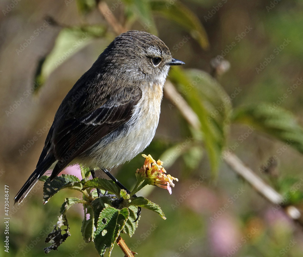 Obraz premium Oiseau tec-tec perché sur une branche d'arbre