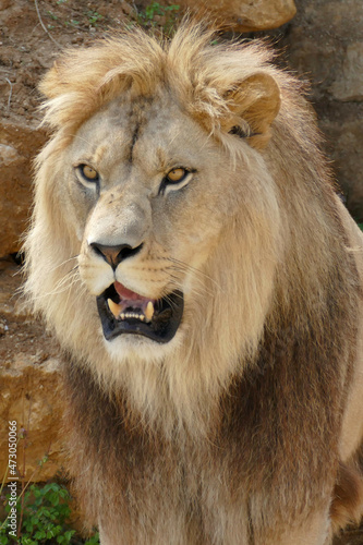 Portrait d’un lion mâle