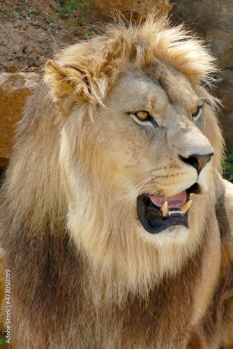 Portrait d’un lion mâle