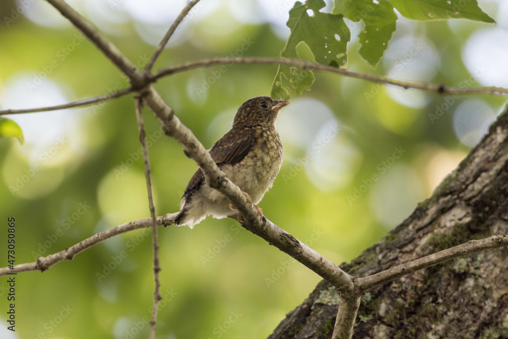 枝にとまる幼鳥