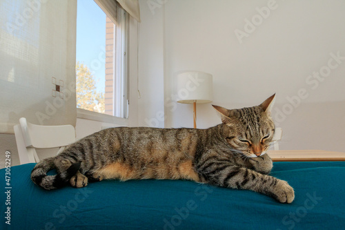 Cat lying in the living room on blue cloth