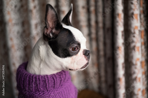Boston Terrier puppy wearing a purple wool jumper. The dog is staring out of a window there are curtains behind her. Her head is in profile. © Christine Bird