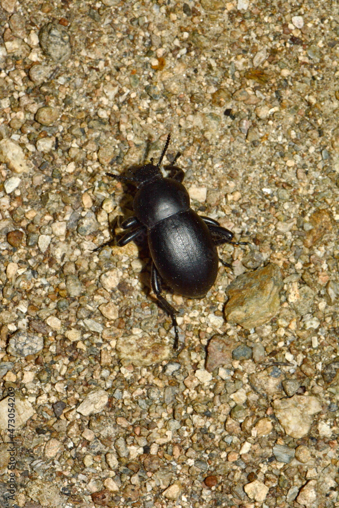 black beetle on the ground. black beetle on the ground.