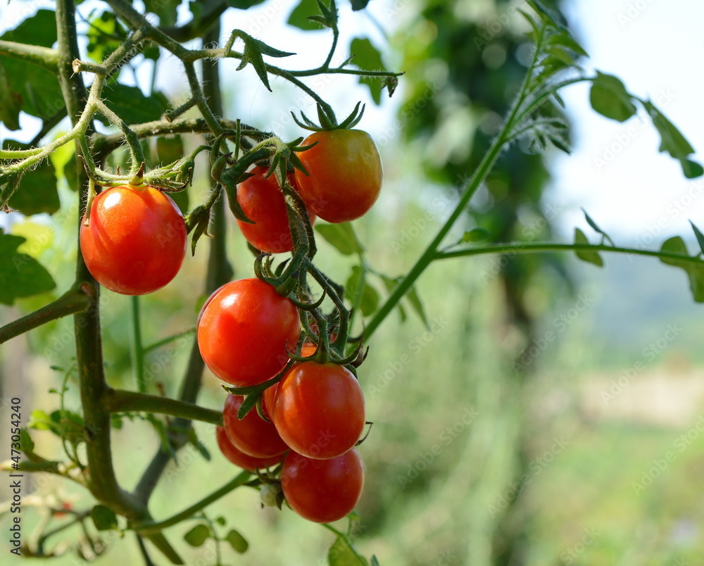 Ripe red tomatoes are on the green foliage background, hanging on the vine of a tomato tree in the garden. Ripe red cherry tomatoes hanging on vine on green bushes in garden, close up view. Ripe red tomatoes are on the green foliage background, hanging on the vine of a tomato tree in the garden. Ripe red cherry tomatoes hanging on vine on green bushes in garden, close up view.