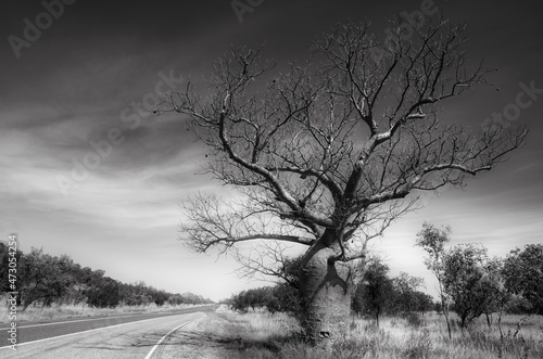 Boab tree from Western Australia in black and white