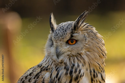 A portrait of an eagle owl next to a forest at a cloudy day in autumn.