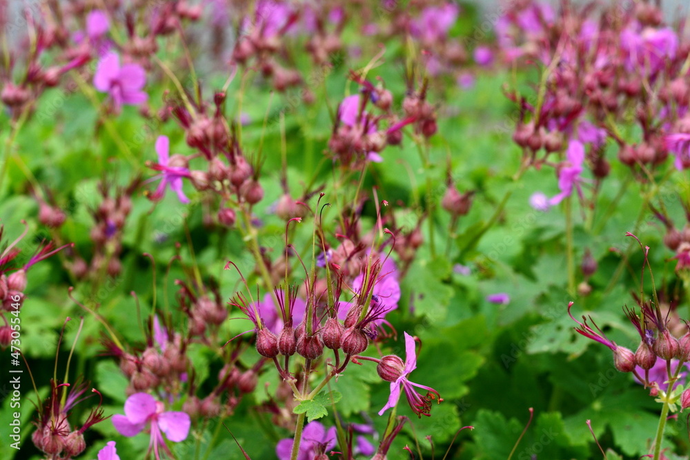 Rock Cranes-Bill, Hardy Geranium, Wild Geranium 'Czakor' (Geranium macrorrhizum) Rock Cranes-Bill, Hardy Geranium, Wild Geranium 'Czakor' (Geranium macrorrhizum)