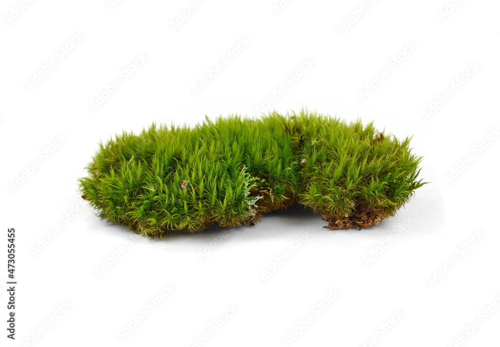 Green moss as a decorative element. Closeup. Green moss Isolated on white background. Green moss as a decorative element. Closeup. Green moss Isolated on white background.