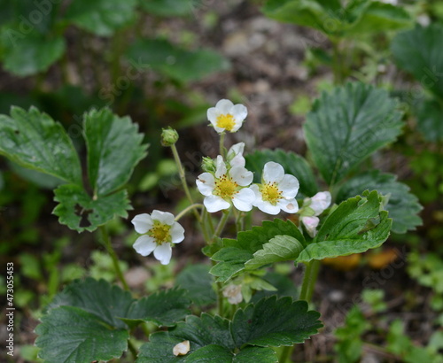 Wild strawberry flowers in the forest.
