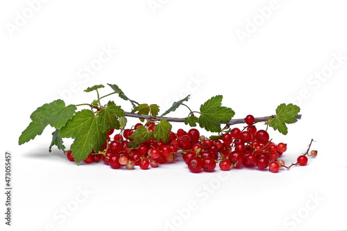 Branch of red currant isolated on white background. Bunch of red currant with leaves.