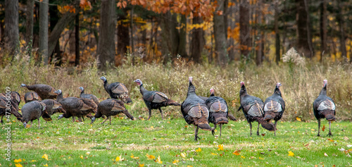 Wild turkeys walk  in the woods on a pretty fall day